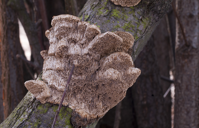 Coriolopsis gallica